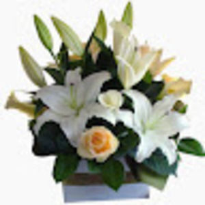 Meet your Posher, Dexter